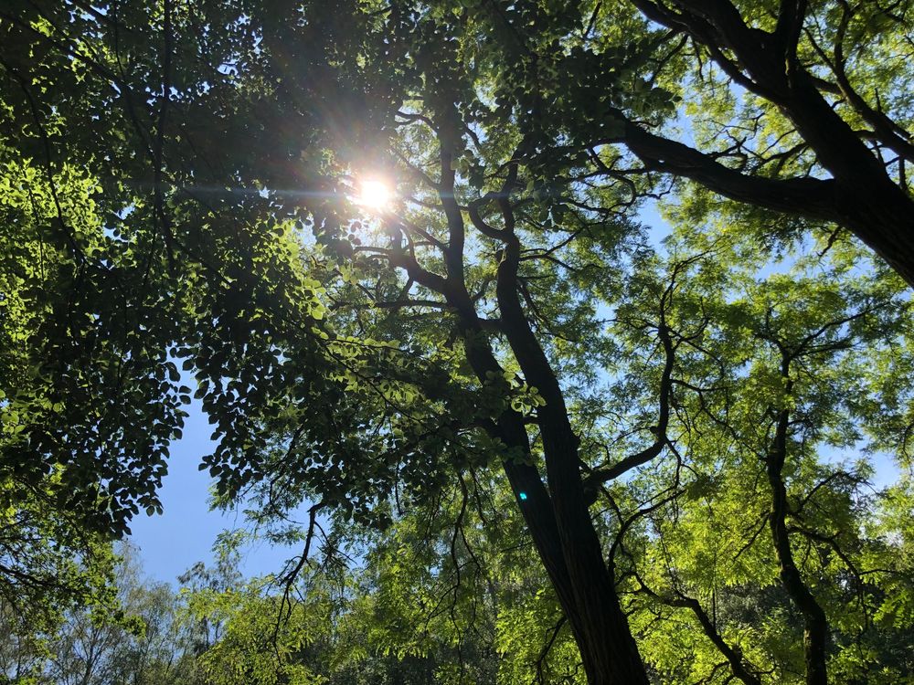 Waldweg mit Sandsteinfelsen bei Diekirch in Luxemburg